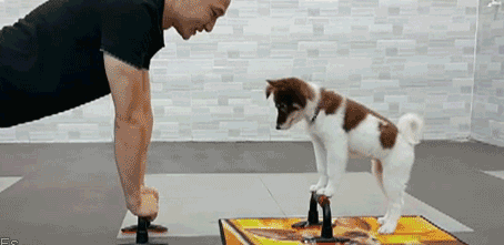 timg (1).gif